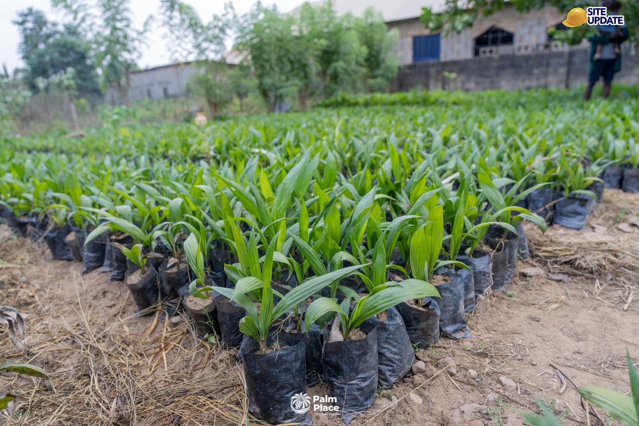 Turn Palm Trees Into Passive Income - image 5