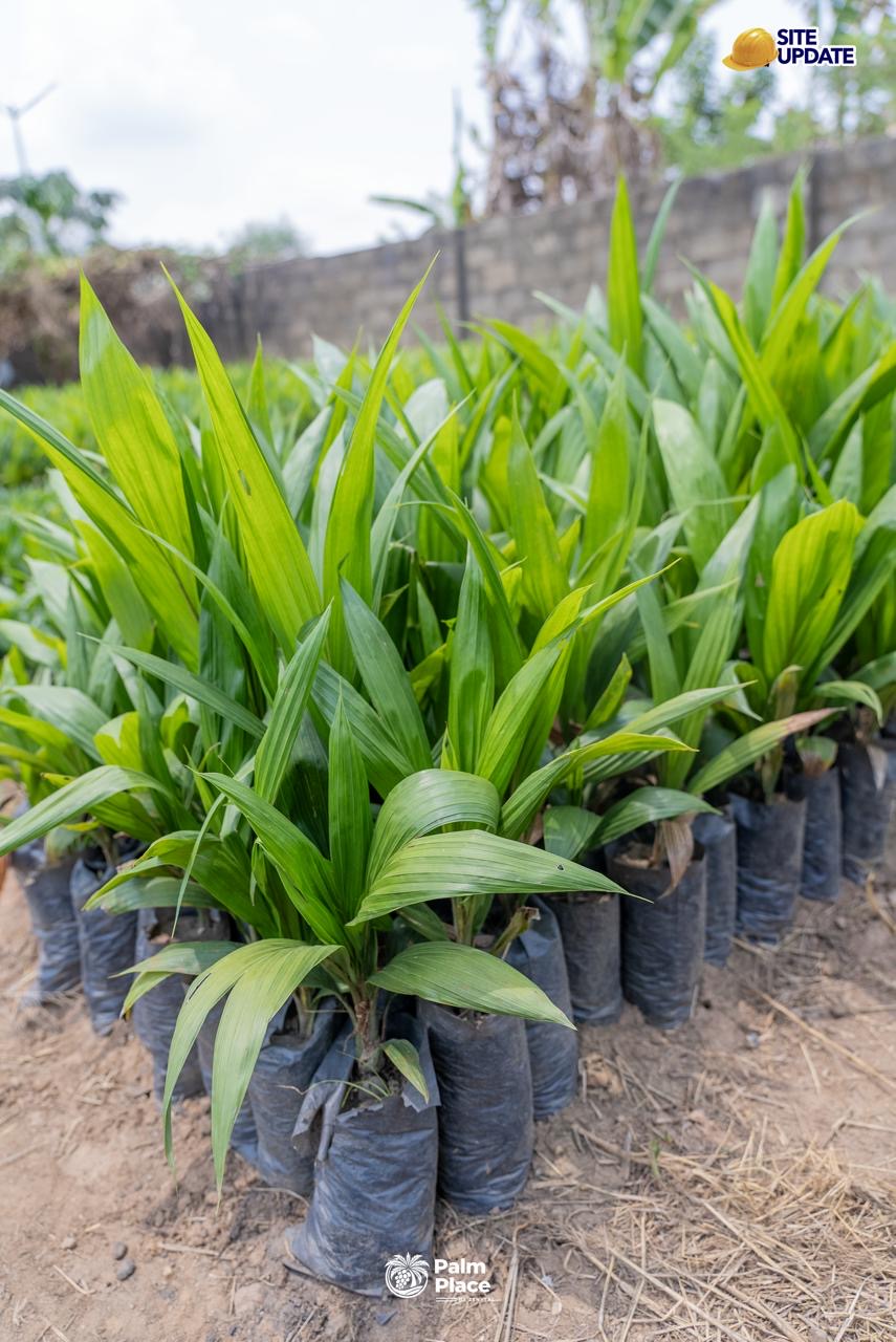 Turn Palm Trees Into Passive Income - image 6